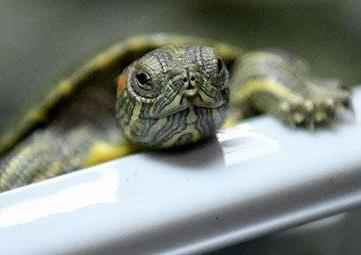 新冠病毒新研究：龟类也可能是新冠病毒潜在中