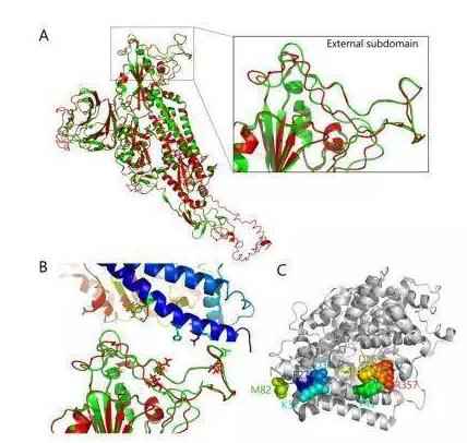新冠病毒新研究：龟类也可能是新冠病毒潜在中